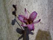 Tricyrtis spp